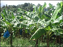 St Lucian banana plantation