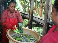Woman cleaning bananas in St Lucia
